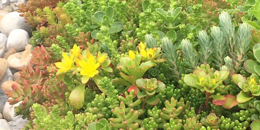 green-roof